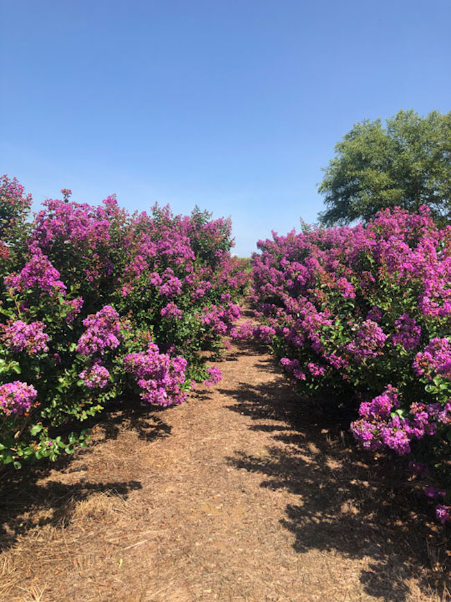 crape-myrtle-trees-for-sale-1