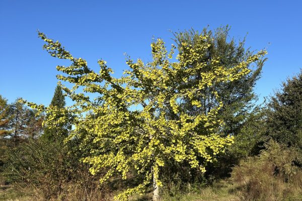 Ginkgo Tree - Fall Color