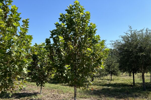 London Plane Tree (Sycamore) - 16'