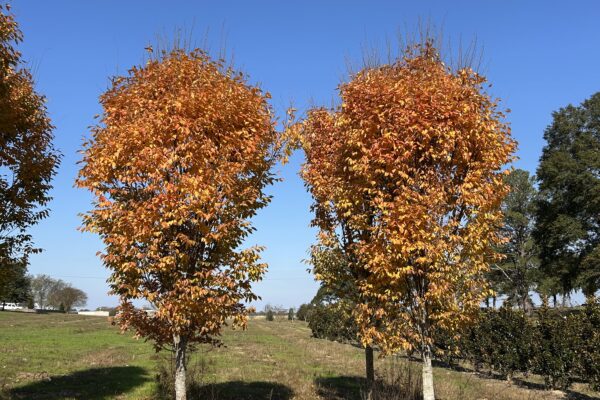 Musashino Zelkova - Fall Color