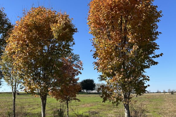 Musashino Zelkova - Fall Color (Alt)