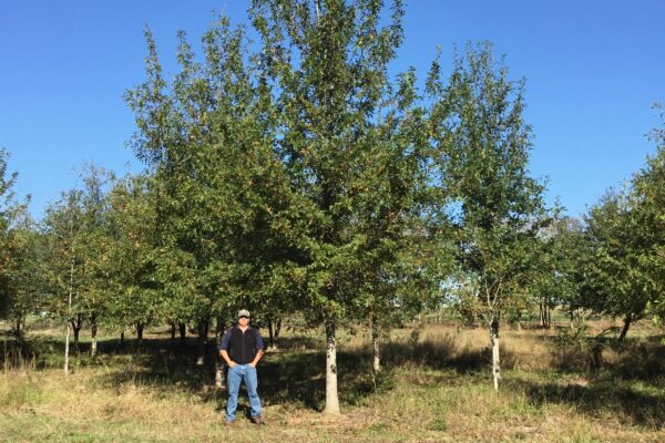 Nuttall Oak