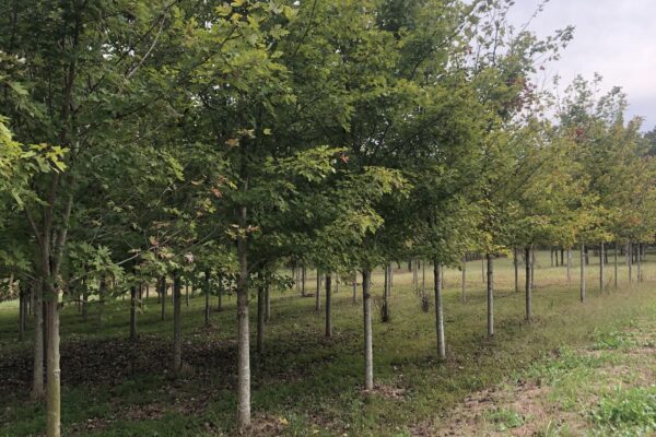 Red Maple