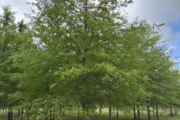 Willow Oak