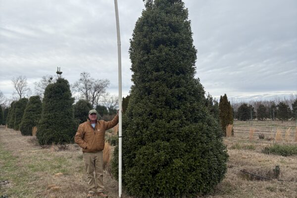 Estate Holly - Large Specimen