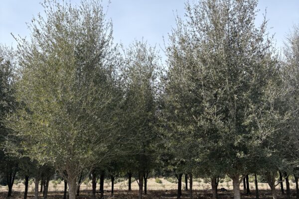 Estate Live Oak