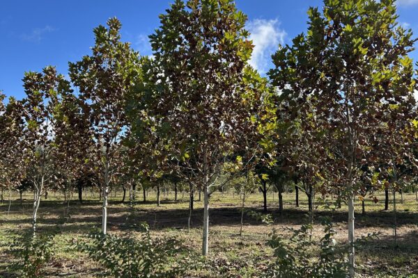 Estate Sycamore