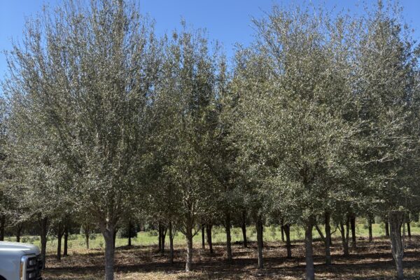 Live Oak