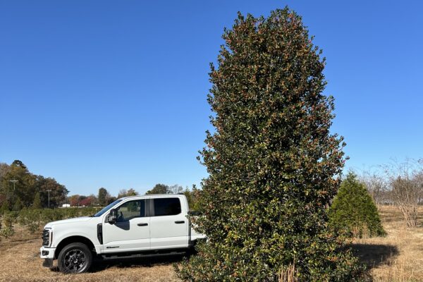 Nellie R. Stevens Holly - Estate Planting