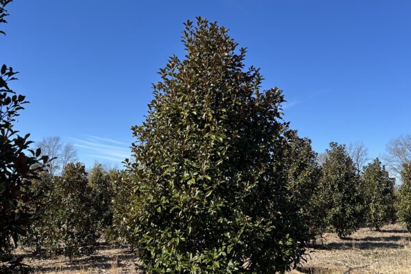 Brackens Brown Beauty Magnolia - 16'