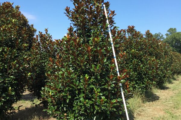 Brackens Brown Beauty Magnolia