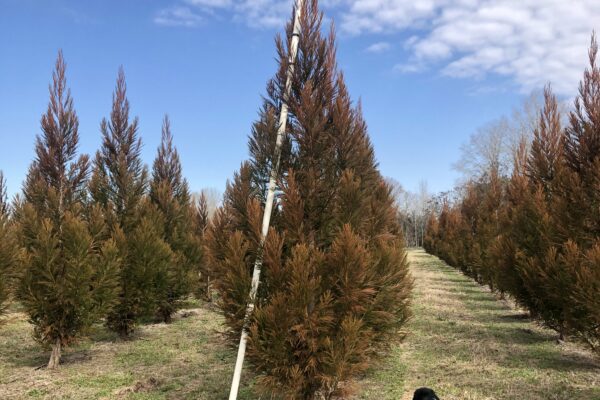 Cryptomeria