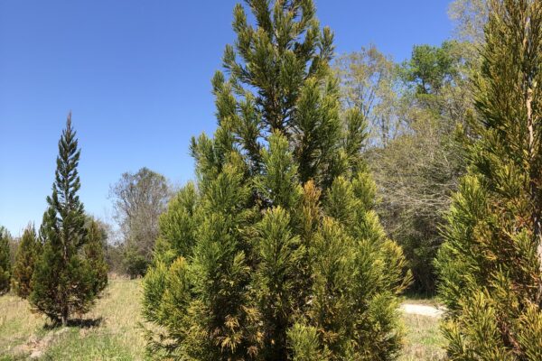 Cryptomeria Cedar - 20'