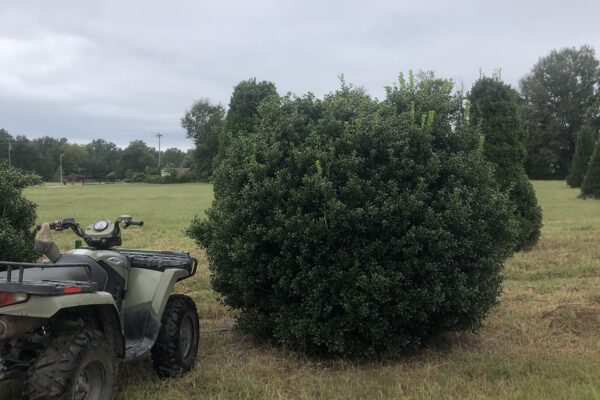 Dwarf Burford Holly - 8'x10'