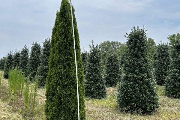 Emerald Green Arborvitae