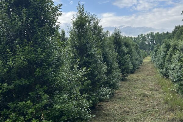 Evergreen Holly Hedge Row