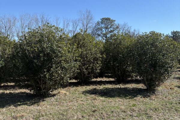 Fortune's Osmanthus - 10'x10'