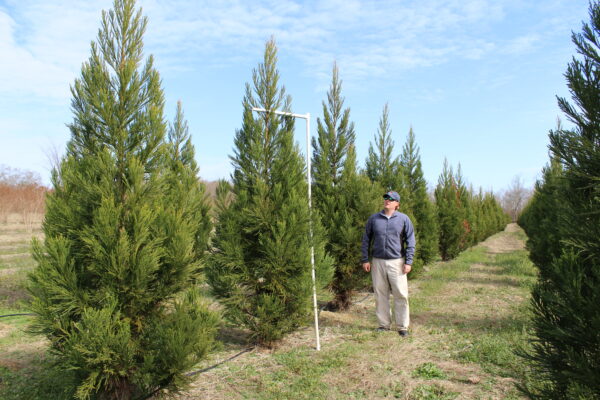Japanese Cedar (Cryptomeria Radicans) - 9'