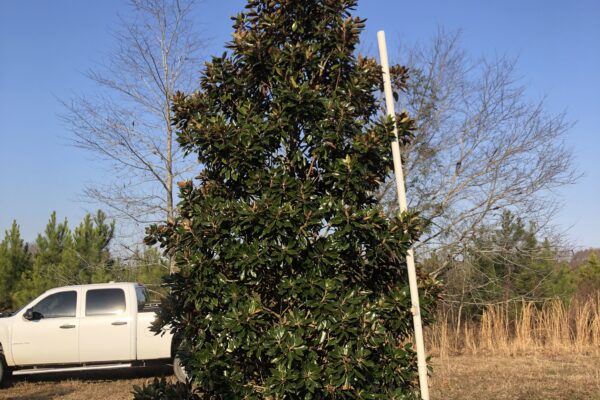 Little Gem Magnolia - 14'