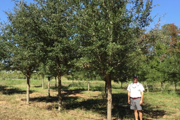 Live Oak - 18'