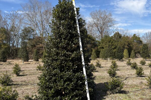 Nellie R. Stevens Holly - 12'