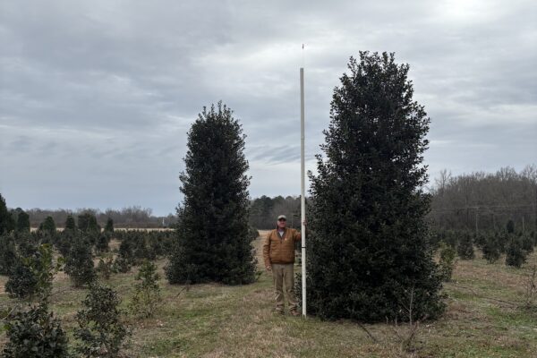 Nellie R. Stevens Holly - 16'