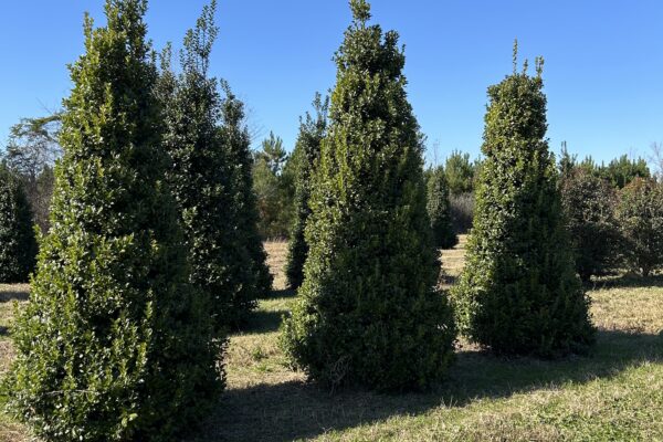 Oakleaf Holly - 14'-16'