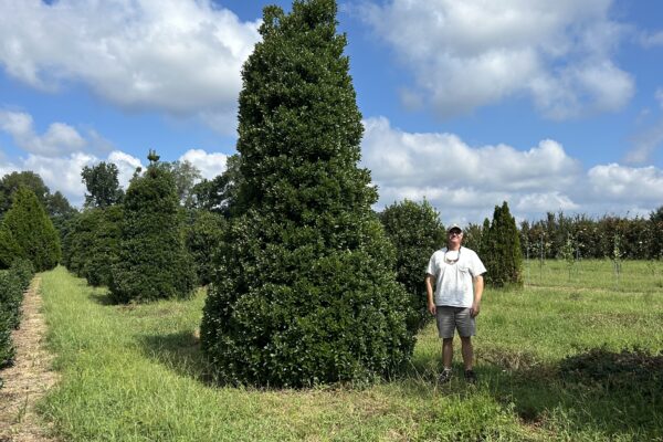 Oakleaf Holly - 14'