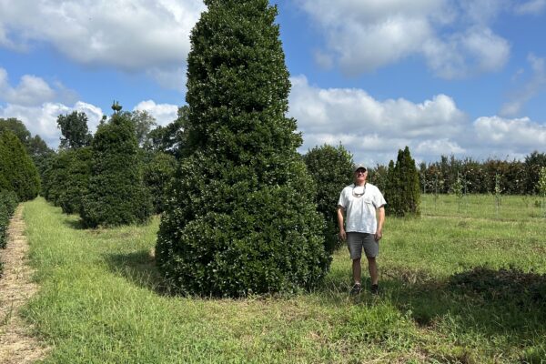 Oakleaf Holly - 15'