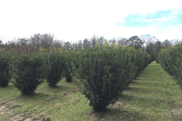Osmanthus