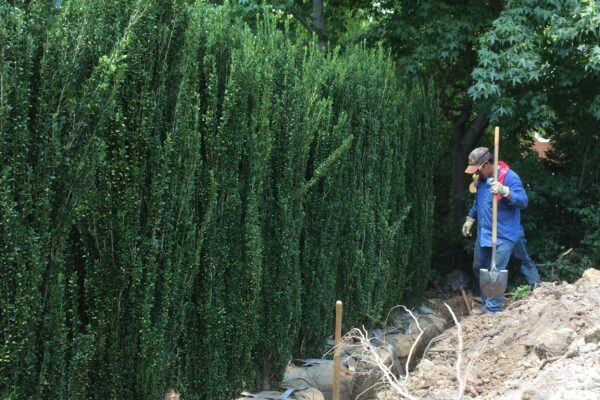 Sky Pencil Holly - 10'