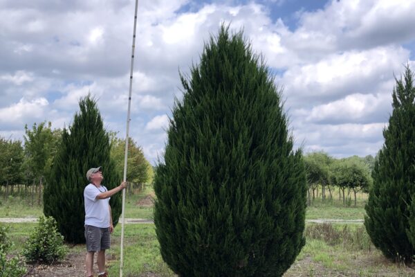 Spartan Juniper - 14'