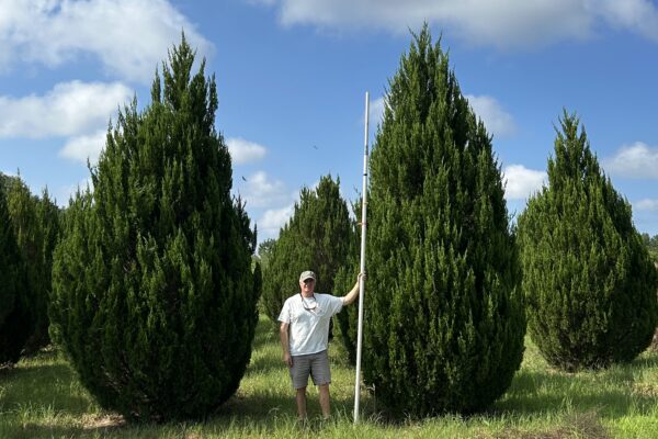 Spartan Juniper - 16'