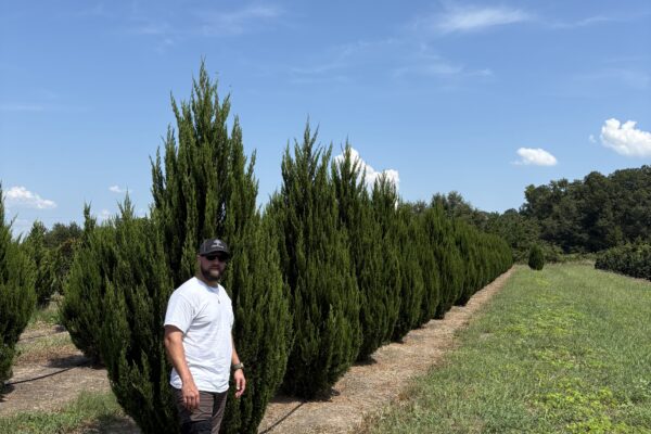Spartan Junipers (Row Planting)