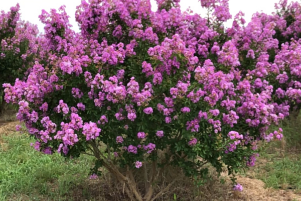 Catawba Crepe Myrtle