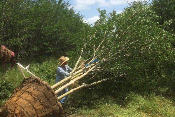 Muskogee Crepe Myrtle - 20'