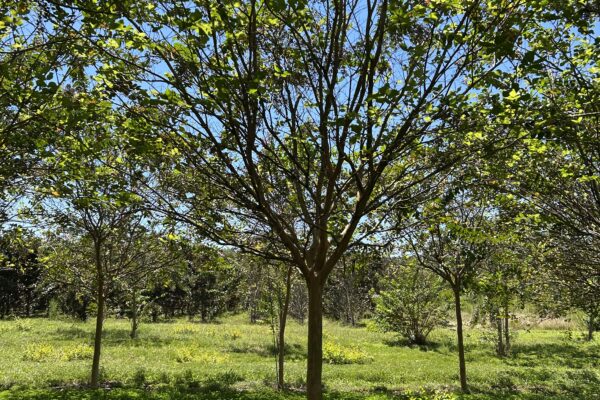 Muskogee Crepe Myrtle - Single Stem
