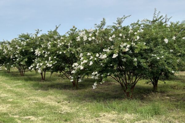 Natchez Crepe Myrtle - 12'-14'