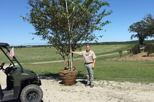 Natchez Crepe Myrtle - 12'x12'