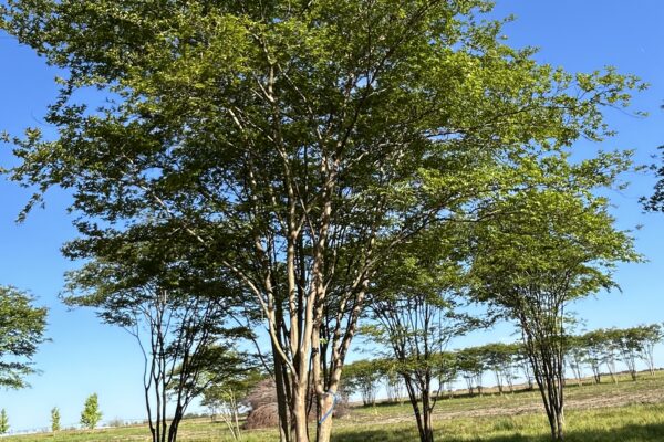 Natchez Crepe Myrtle - 25' (A)