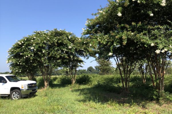 Natchez Crepe Myrtle - 25' (B)