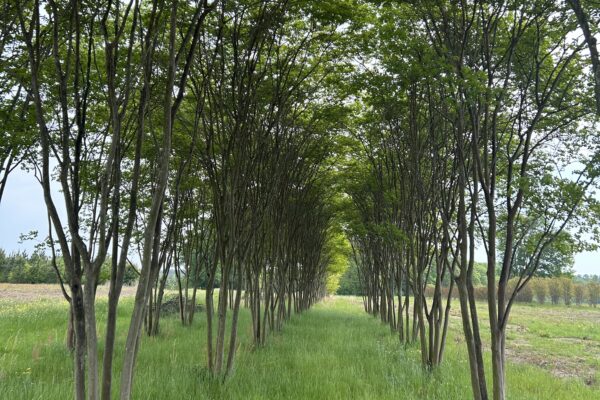 Natchez Crepe Myrtle Allée - 22'