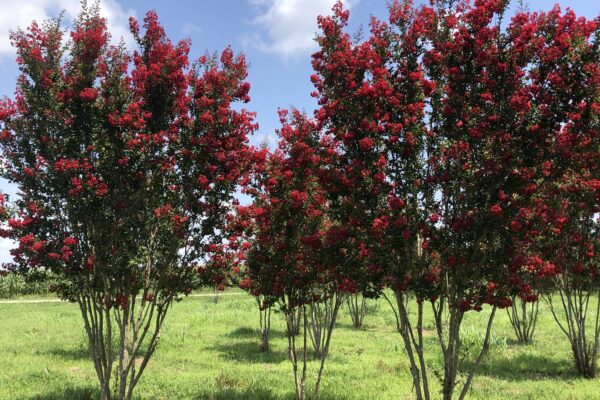 Red Rocket Crepe Myrtle - 14' (A)
