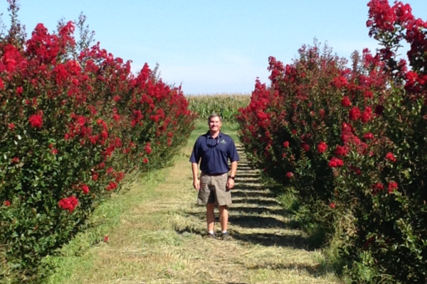 Red Rocket Crepe Myrtle - 14' (B)