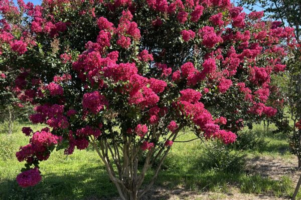 Tonto Crepe Myrtle - Mature