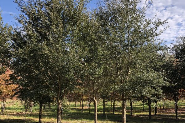 Live Oak – 5" Caliper