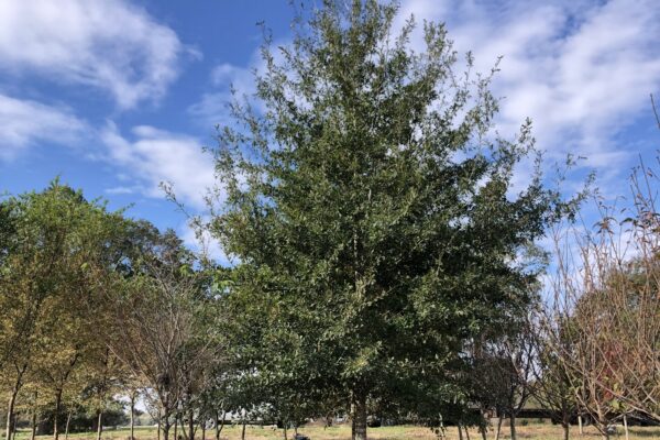 Live Oak – 6" Caliper