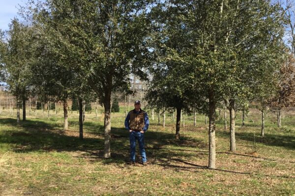 Live Oak – Full Specimen (Winter)