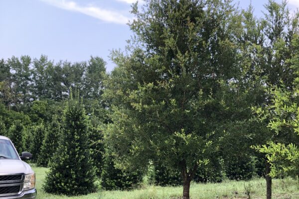 Live Oak – Mature Specimen (Summer)