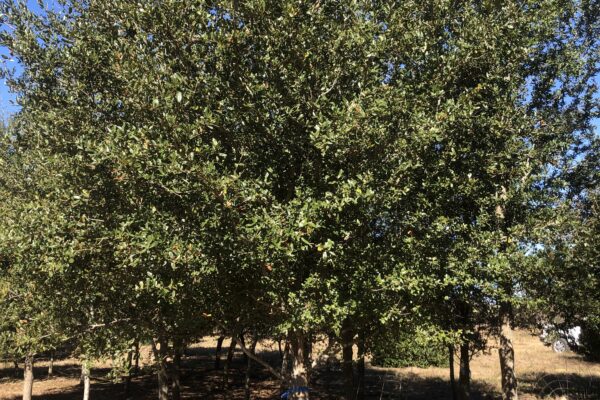 Live Oak - Wide-Spreading Canopy